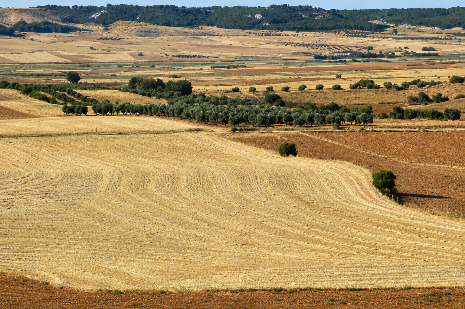Área Esteparia de La Mancha Norte